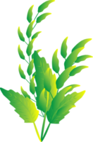 fleur plante d'intérieur botanique fleuri isolé png