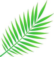 Summer exotic palm leaf foliage, tropical nature concept. Stock vector illustration in realistic cartoon style isolated on white background