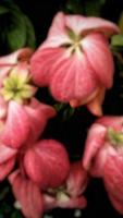 hermosa flor rosa mussaenda philippica plantada en el patio de la casa como decoración foto