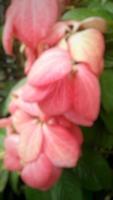 hermosa flor rosa mussaenda philippica plantada en el patio de la casa como decoración foto