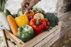 female farmer working early on farm holding wood basket of fresh vegetables and tablet photo