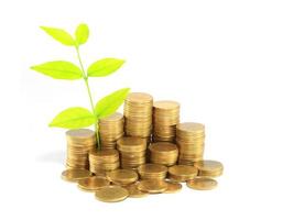 Gold coins and plant. On a white background photo