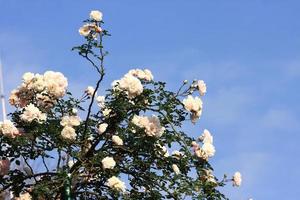 White roses - Alba,against blue sky. photo