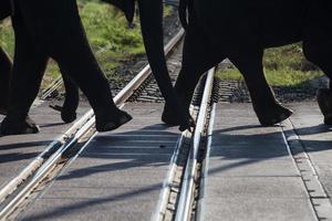 Elephants were crossing the railway photo