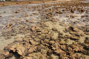 Corals in shallow waters during low tide off the coast  , Thailand photo