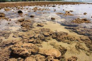 Corals in shallow waters during low tide off the coast  , Thailand photo