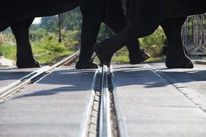 Elephants were crossing the railway photo