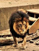 A close up of an African Lion photo