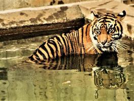 un primer plano de un tigre foto