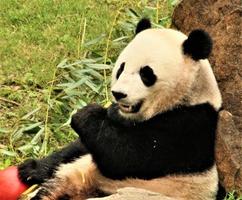 un primer plano de un panda foto