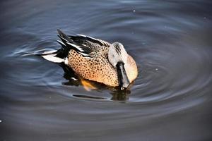 A close up of an Australian Shoveler photo