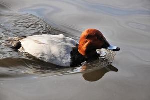 A view of a Canvasback Duck photo