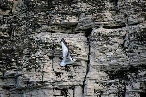 un primer plano de una gaviota tridáctila en los acantilados de Bempton foto