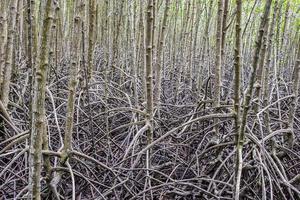 Root for mangrove forest is plentiful background at Rayong mangrove forest Thailand photo