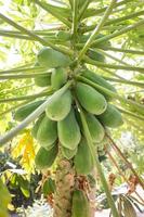 papaya tree with fruits. raw food for papaya salad photo