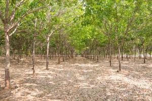 rubber tree farm at thailand as a source of natural rubber is planted economy photo
