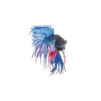 Blue siamese fighting fish, betta splendens isolated on white background photo