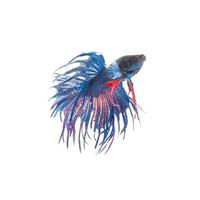 Blue siamese fighting fish, betta splendens isolated on white background photo