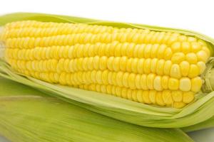 Fresh corn on cobs on white background, closeup photo