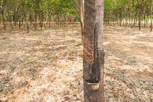 rubber tree farm at thailand as a source of natural rubber is planted economy photo