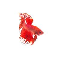 orange red siamese fighting fish, betta splendens isolated on white background photo