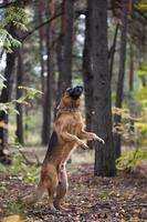 German shepherd dog playing with pine cones in the autumn forest near rail way