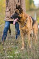 atractiva mujer joven posando con su perro pastor alemán en el bosque de otoño, cerca de la vía férrea foto