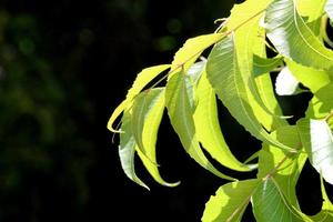 hojas de neem con espacio de copia. foto