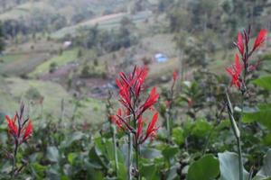 hermosas flores en la montaña foto