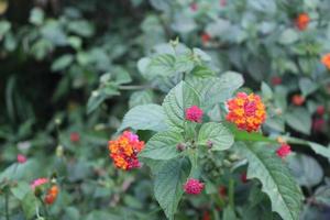 beautiful flowers on the mountain photo