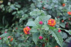 beautiful flowers on the mountain photo