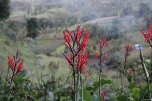 hermosas flores en la montaña foto