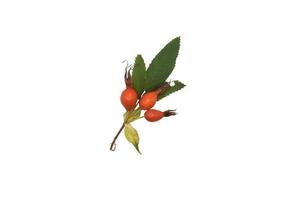 a sprig of rosehip with berries on a white background photo