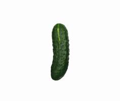 pimpled green fresh cucumber on a white background photo