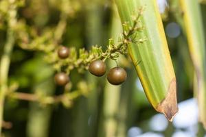 Seeds of Dracaena loureiri Gagnep on tree with sunlight in the garden on blur nature background. Is a Thai herbs. Thai people call Chan Pha. photo