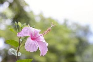 flor de hibisco rosa, rosa china o flor de chaba florecen con la luz del sol en el jardín sobre un fondo natural borroso. foto