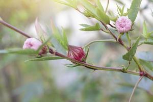 Rosella, Jamaican Sorel, Rozelle, Red Sorrel, Karkade, Vinuela or Cabitutu flower bud on tree with sunlight, Is a Thai herb. or Cabitutu on tree with sunlight, Is a Thai herb. photo