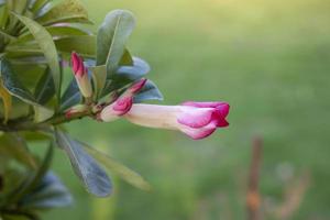 Fresh pink desert rose, mock azalea, pinkbignonia or impala lily flowers bud in the garden on blur nature background. photo