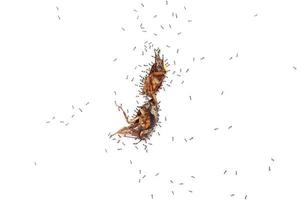 Top view of ants are eating the carcasses of dead insects isolated on white background. photo