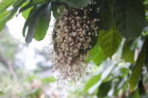 ramo de flores de esterculia monosperma o castañas en el árbol sobre fondo de naturaleza borrosa. foto