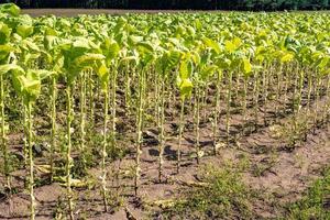 Tobacco field plantation under blue sky with big green leaves photo