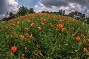 huge field of red poppy flowers photo