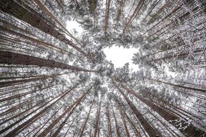 Looking up into winter forest. Trees growing in the sky photo