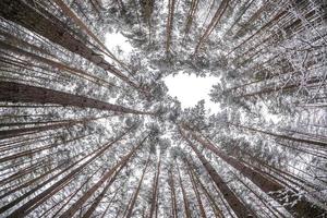 mirando hacia el bosque de invierno. árboles que crecen en el cielo foto