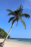 Coconut tree on blue sky photo