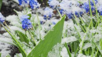 blauwe muscari bloemen onder de sneeuw video