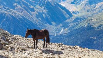 horse on the edge of a cliff in Dombay resort photo