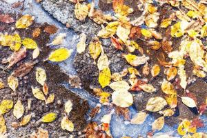 various fallen leaves frozen in puddle on road photo