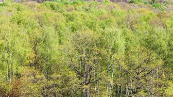 panoramic view of green oaks in forest in spring photo