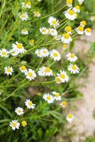 chamomile flowers on side of path in summer photo